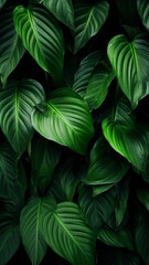 closeup tropical green leaves texture and dark tone wallpaper graphic
