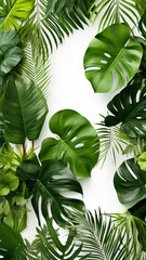 Different tropical leaves on white