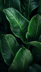 Foliage of tropical leaf in dark green texture