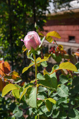 Close up of a single pink rose