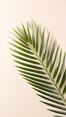 Fresh tropical date palm leaf on light design illustration