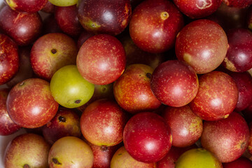 camu camu fruits, Myrciaria dubia, exotic fruit from the Amazon that grows on the banks of rivers, it is highly appreciated for its flavor, it is considered the fruit with the most vitamin C