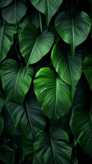 abstract Large foliage of tropical leaf with dark green