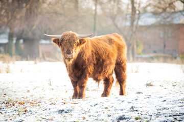 highland cattle in the snow 