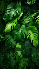 the Fresh tropical Green leaves abstract background