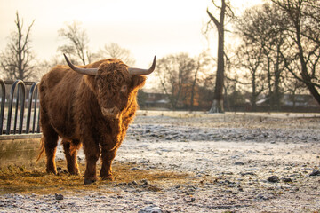 highland cattle in the snow 