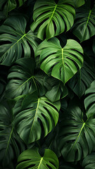 Obraz na płótnie Canvas Tropical green leaves graphic