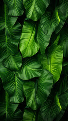 Tropical green leaves decoration