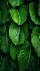 tropical leaves abstract green leaves texture nature graphic