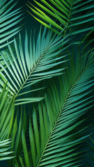 Tropical palm leaves from above