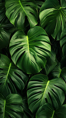 Fototapeta na wymiar tropical monstera leaf texture foliage nature green print decor