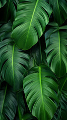 Tropical palm leaves from above decoration