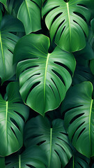 Tropical plant Monstera leaves overhead view flat design