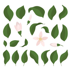 A set of lemon leaves and flowers in a flat style. Vector illustration highlighted on a white background.