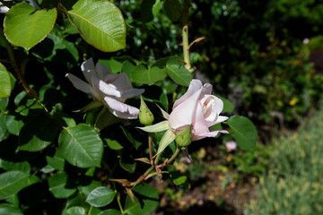 Close up of a single pink rose