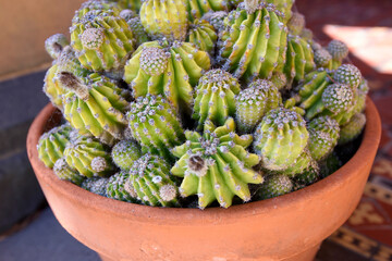 Close up of Cacti in a terracotta pot