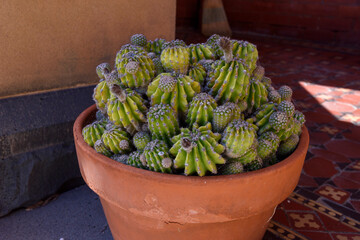 Close up of Cacti in a terracotta pot