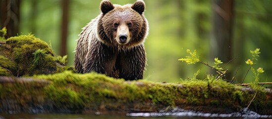 Bear in Bavarian Forest - obrazy, fototapety, plakaty