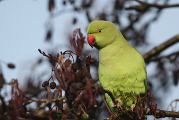 A wild Ring-necked Parakeet, Psittacula krameri, feeding on the fruits of an Alder Tree in Autumn in the UK.