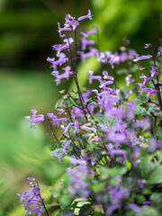 Beautiful Mona Lavender flowers, soft focus.