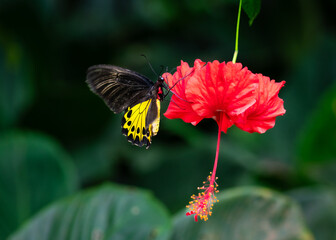 Common Birdwing butterfly on red color hibiscus flower.