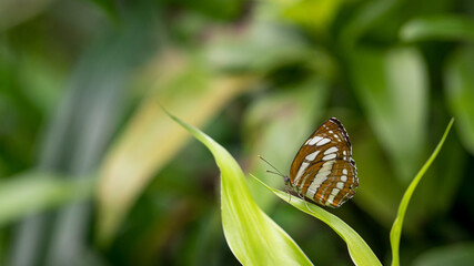 Butterfly on green leaf, nature blur background. Copy space.