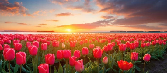 Poster Enchanting scenery with Dutch tulip field at sunrise © AkuAku