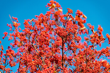 october red autumn rowan branch. selective focus of red autumn rowan. autumn season with red rowan