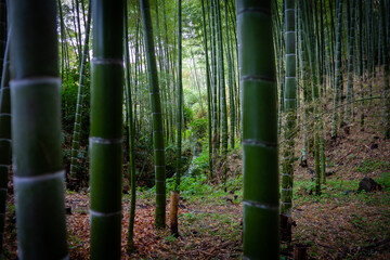 peering through a dense bamboo forest in the rain