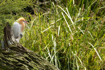 A Cattle Egret (Bubulcus ibis) perched on a log.
