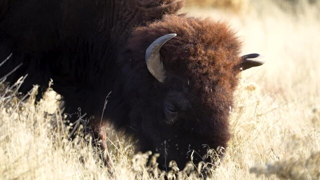American bison or buffalo grazing - isolated close up