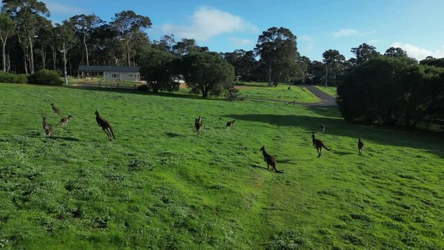A mob of kangaroos jump across a meadow in Western Australia. Slow motion shot.