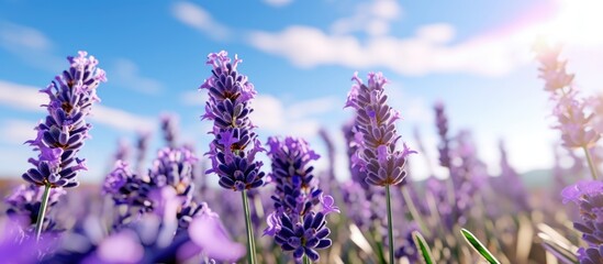 lush lavender flowers against the background of a blue sky with hot sun