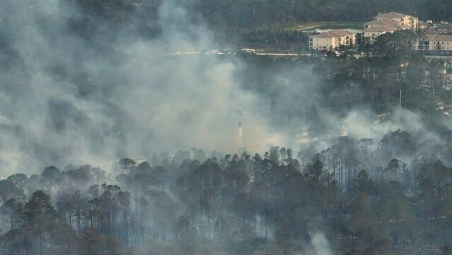 Emergency service helicopter extinguishing wildfire burning severely in Florida jungle woods. Police department chopper trying to put down flames in forest. Toxic smoke polluting atmosphere