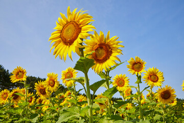 Sunflower field with many yellow blooming flowers on a beautiful summer day in August near Minneapolis Minnesota USA