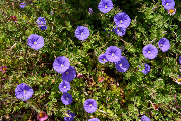 Bright coloured summer flower in bloom