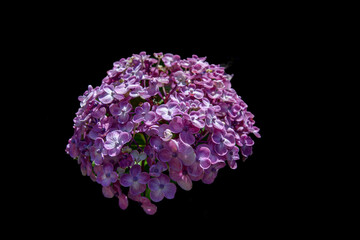 Close up of Hydrangea flower in bloom