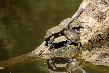 Three Murray River Turtles also known as the Macquarie Turtle (Emydura macquarii), and various other names. Resting on a log just above the water line.