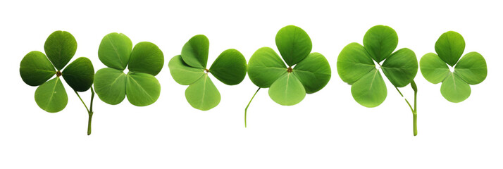 Lucky shamrock grass, four leaf clovers in a row isolated on white transparent, PNG.  - obrazy, fototapety, plakaty