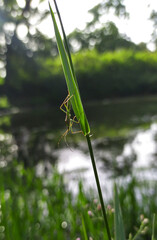 grasshopper on a leaf