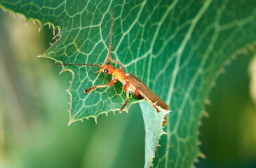 Roter Fliegenkäfer (Cantharis rufa) auf einem grünen Blatt mit hellen Blattadern - Baden-Württemberg, Deutschland