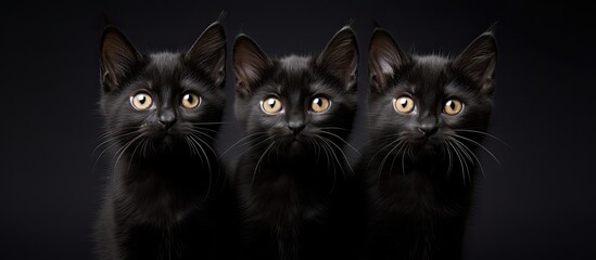 Three wary kittens, one black cat, observe. - obrazy, fototapety, plakaty