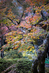 初期の紅葉