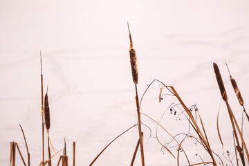 Dry common bulrush reeds in winter on white natural background 