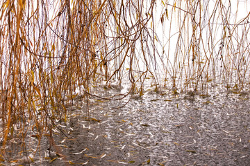 Willow branches without foliage hanging over river partially frozen water, with fallen leaves, abstract, natural background
