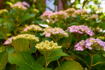 Bright coloured summer flower in bloom