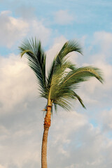 Single palm tree against scenic Dominican cloudy sky.