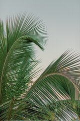 Dominican palm leaves against soft sunset, minimalist beauty.