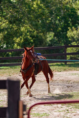 Exercising a horse in an arena