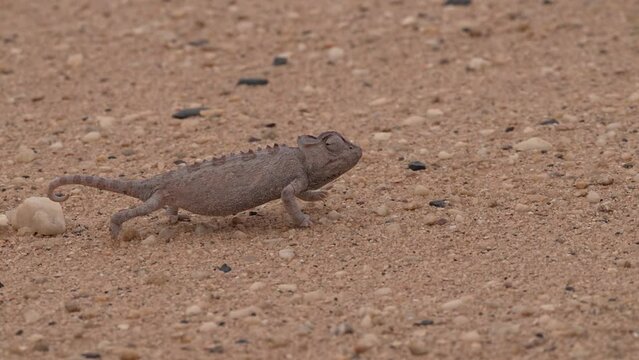 a Namaqua Chameleon searches for food in the desert